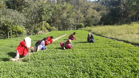 Organic farming fields at Dhamun Panchayat, Shimla 2. Organic farming fields at Dhamun Panchayat, Shimla 2 photo.