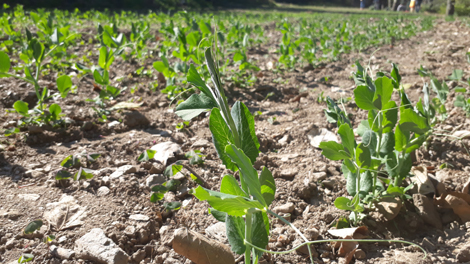 Organic farming fields at Dhamun Panchayat, Shimla. Organic farming fields at Dhamun Panchayat, Shimla 1 photo.